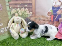 Tiny Parker, a male Maltese and Yorkshire Terrier for sale in Cassville, MO – Photo 6 of 8