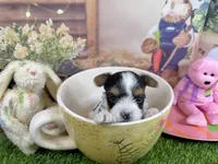 Tiny Parker, a male Maltese and Yorkshire Terrier for sale in Cassville, MO – Photo 3 of 8