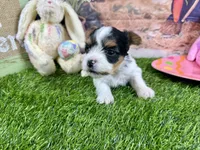 Tiny Parker, a male Maltese and Yorkshire Terrier for sale in Cassville, MO – Photo 5 of 8