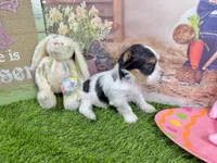 Tiny Parker, a male Maltese and Yorkshire Terrier for sale in Cassville, MO – Photo 8 of 8