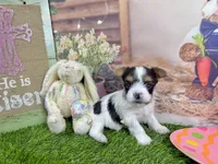Tiny Parker, a male Maltese and Yorkshire Terrier for sale in Cassville, MO – Photo 7 of 8