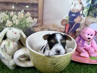 Tiny Parker, a male Maltese and Yorkshire Terrier for sale in Cassville, MO – Photo 1 of 8