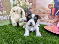 Tiny Parker, a male Maltese and Yorkshire Terrier for sale in Cassville, MO – Photo 4 of 8