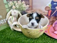 Tiny Parker, a male Maltese and Yorkshire Terrier for sale in Cassville, MO – Photo 2 of 8