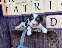 Tiny Tiffany, a female Maltese and Yorkshire Terrier for sale in Cassville, MO – Photo 5 of 8
