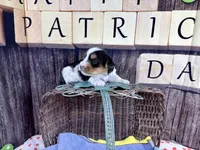 Tiny Tiffany, a female Maltese and Yorkshire Terrier for sale in Cassville, MO – Photo 1 of 8