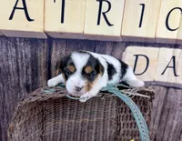 Tiny Tiffany, a female Maltese and Yorkshire Terrier for sale in Cassville, MO – Photo 3 of 8