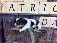 Tiny Tiffany, a female Maltese and Yorkshire Terrier for sale in Cassville, MO – Photo 6 of 8