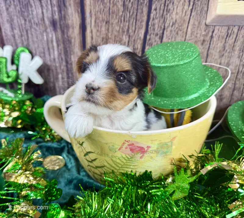 Tiny Tiffany – Maltese, Yorkshire Terrier puppy for sale in Cassville, MO