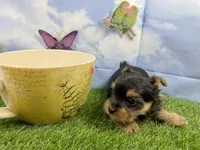 Little Layla , a female Yorkshire Terrier for sale in Cassville, MO – Photo 4 of 4