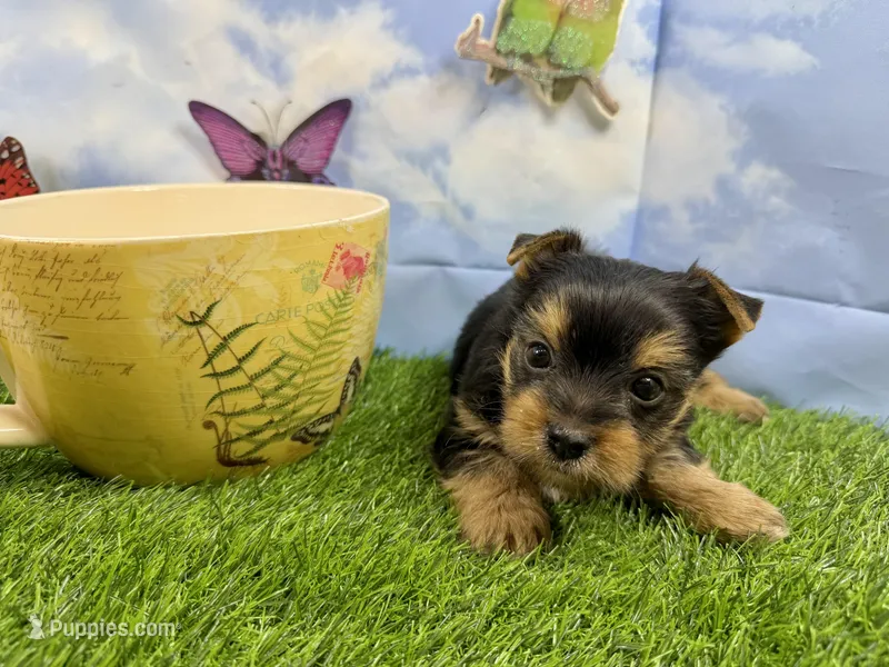 Little Layla , a female Yorkshire Terrier for sale in Cassville, MO – Photo 1 of 4