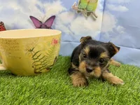 Little Layla , a female Yorkshire Terrier for sale in Cassville, MO – Photo 1 of 4
