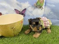 Little Layla , a female Yorkshire Terrier for sale in Cassville, MO – Photo 2 of 4