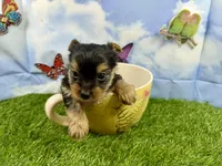 Little Layla , a female Yorkshire Terrier for sale in Cassville, MO – Photo 3 of 4