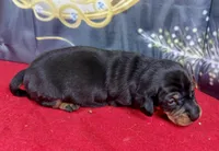 Chubby Frodo, a male Dachshund and Miniature Dachshund for sale in Cassville, MO – Photo 2 of 3