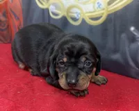 Chubby Frodo, a male Dachshund and Miniature Dachshund for sale in Cassville, MO – Photo 3 of 3