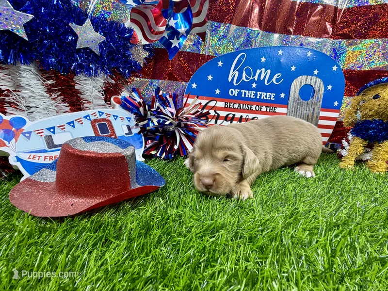 Pickles – Dachshund, Miniature Dachshund puppy for sale in Cassville, MO