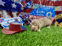 Pickles, a female Dachshund and Miniature Dachshund for sale in Cassville, MO – 1 of 8