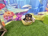 Lil’ Tanisha, a female Morkie for sale in Cassville, MO – 10 of 10