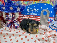 AKC Tcup Sawyer 12 ounces, a male Yorkshire Terrier for sale in Cassville, MO – 2 of 6