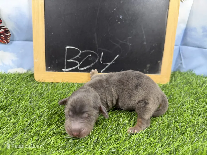 Mini longcoat Orlando – Dachshund, Miniature Dachshund puppy for sale in Cassville, MO