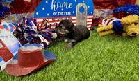 Tiny Tibbins, a male Morkie for sale in Cassville, MO – 3 of 6