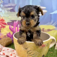 Akc Tcup Sammy 14 ounces, a female Yorkshire Terrier for sale in Cassville, MO – 5 of 10