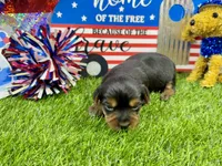 Lil’ Tanisha, a female Morkie for sale in Cassville, MO – 6 of 10