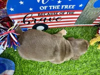 Piper , a female Dachshund and Miniature Dachshund for sale in Cassville, MO – 9 of 9