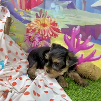AKC Tcup Smudge 17 ounces, a male Yorkshire Terrier for sale in Cassville, MO – 8 of 10