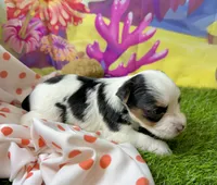 Skeeter, a male Yorkshire Terrier for sale in Cassville, MO – 5 of 10