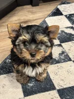 Skeeter, a male Yorkshire Terrier for sale in Cassville, MO – 9 of 10