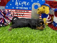 Lil’ Tanisha, a female Morkie for sale in Cassville, MO – 9 of 10