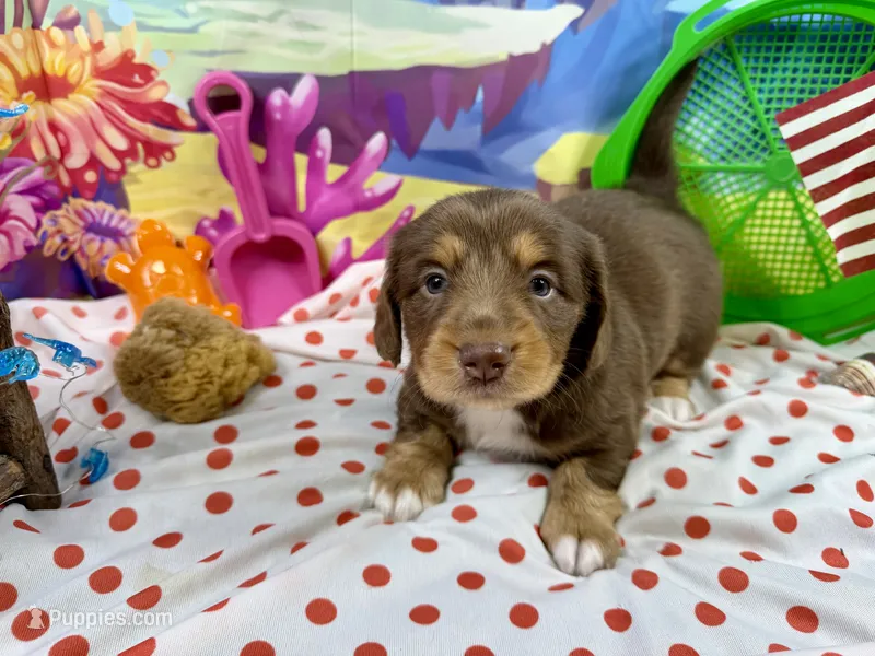 Piper  – Dachshund, Miniature Dachshund puppy for sale in Cassville, MO