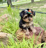 Tiny Tanisha POTTY TRAINED , a female Maltese and Yorkshire Terrier for sale in Cassville, MO – 7 of 8
