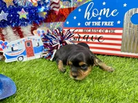 Lil’ Tansy, a female Maltese and Yorkshire Terrier for sale in Cassville, MO – 4 of 7