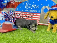 Tcup Tiffany, a female Morkie for sale in Cassville, MO – 2 of 6