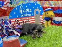 Tiny Tibbins, a male Morkie for sale in Cassville, MO – 5 of 6