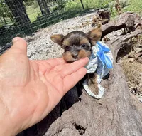 AKC Tiny Tcup Scarlett 9 ounces, a female Yorkshire Terrier for sale in Cassville, MO – 4 of 10