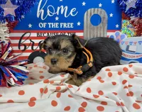 AKC Tcup Skeeter 14 ounces, a male Yorkshire Terrier for sale in Cassville, MO – 2 of 7