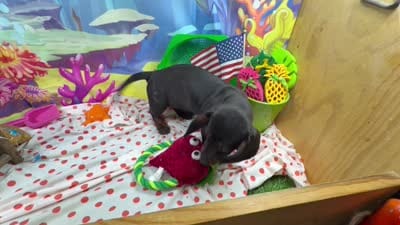 Sweet Sassy, a female Miniature Dachshund for sale in Cassville, MO – 7 of 10