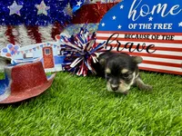 Tcup Tickles, a female Maltese and Yorkshire Terrier for sale in Cassville, MO – 3 of 7