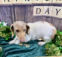 AKC Catrina, a female Dachshund and Miniature Dachshund for sale in Cassville, MO – Photo 4 of 7
