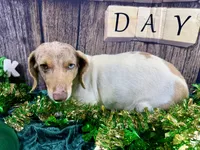 AKC Catrina, a female Dachshund and Miniature Dachshund for sale in Cassville, MO – Photo 7 of 7