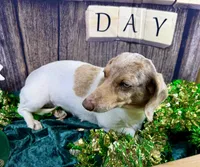 AKC Catrina, a female Dachshund and Miniature Dachshund for sale in Cassville, MO – Photo 3 of 7