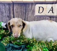 AKC Catrina, a female Dachshund and Miniature Dachshund for sale in Cassville, MO – Photo 6 of 7