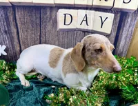 AKC Catrina, a female Dachshund and Miniature Dachshund for sale in Cassville, MO – Photo 5 of 7