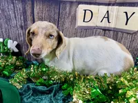 AKC Catrina, a female Dachshund and Miniature Dachshund for sale in Cassville, MO – Photo 2 of 7