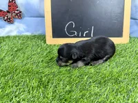 The girls have arrived, a female Morkie for sale in Cassville, MO – 5 of 6