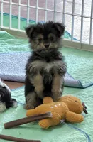 Mr Tibbins POTTY TRAINED, a male Maltese and Yorkshire Terrier for sale in Cassville, MO – 3 of 10